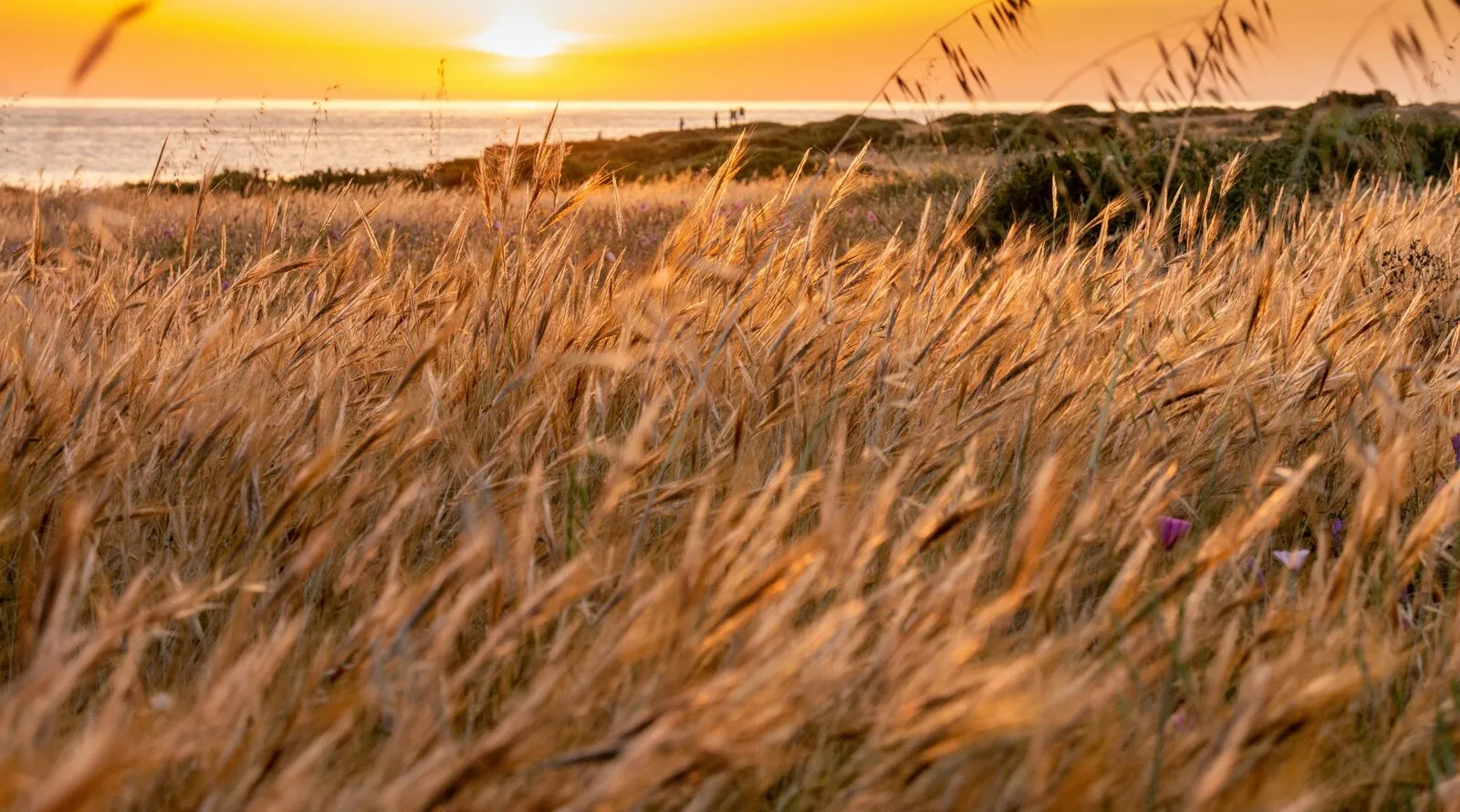 De duinen en kust van Santa Pola bij zonsondergang aan de Costa Blanca